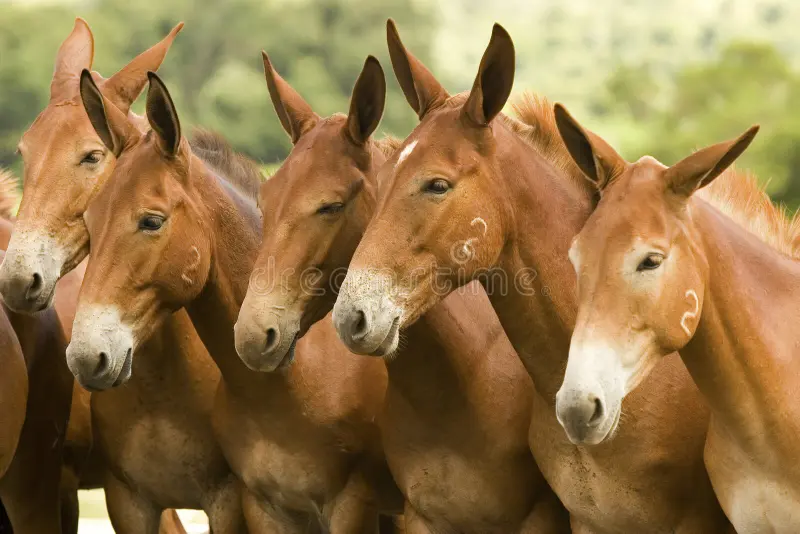 Working Farm Mule